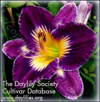 Daylily Triple Sunbeam Purpleblue